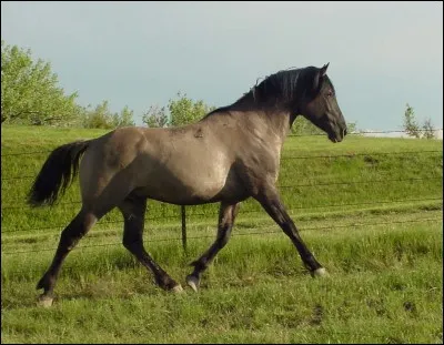 Quelle est cette race de cheval ?