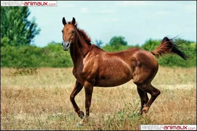 Quelle est cette race ?