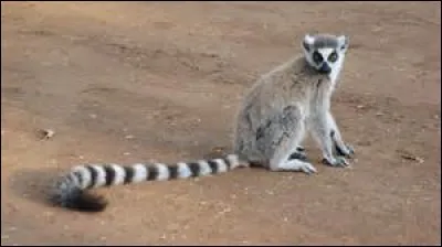 Quel est ce primate ?