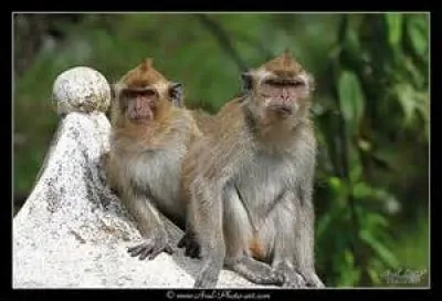 Comment s'appelle ce primate ?