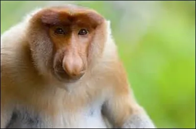 Comment s'appelle ce primate ?