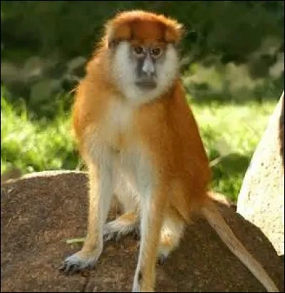 Quel est ce primate ?