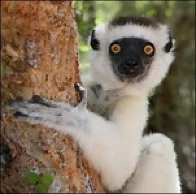 Comment s'appelle ce primate ?