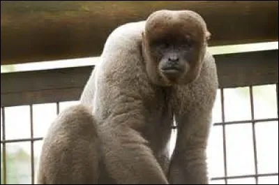 Quel est ce primate ?