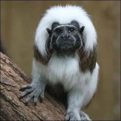 Quel est ce primate ?