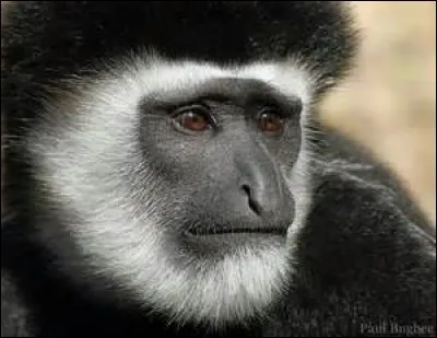 Comment s'appelle ce primate ?