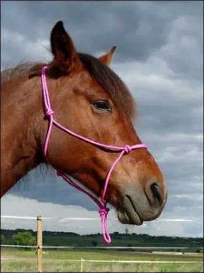 Quand tu as un nouveau licol :