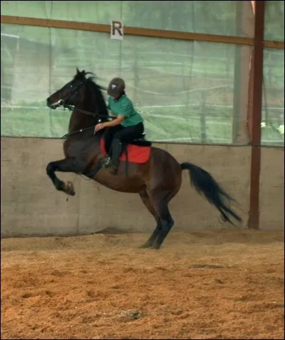Quand ton cheval se cabre :