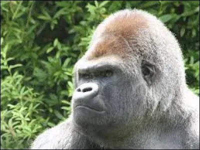 Quels animaux font partie du spectacle "L'Odyssée des lions de mer" ?