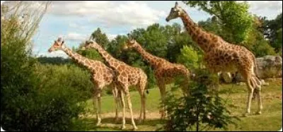 Que ne trouve-t-on pas dans la serre australasienne ?