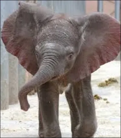 Quel fut le prénom du premier éléphanteau né dans ce zoo ?
