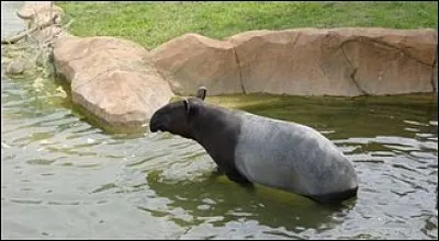 Où peut-on trouver le tapir de Malaisie ?