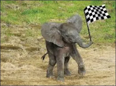 Quel panda géant tient compagnie à Huan Huan ?