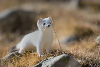 Quel est cet animal ?