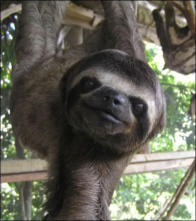 Quel est cet animal ?