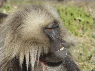 Quel est cet animal ?