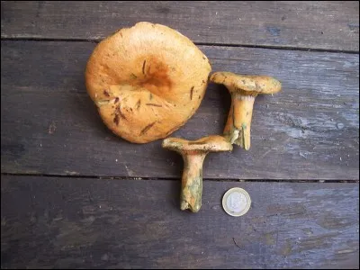 D'après la photo, quelle est cette espèce de champignon ?