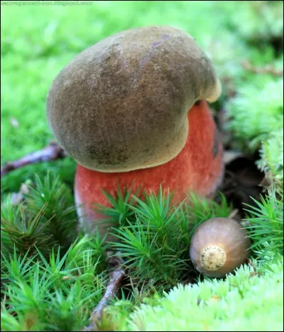 D'après la photo, quelle est cette espèce de champignon ?