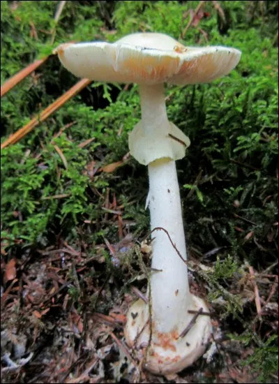 D'après la photo, quelle est cette espèce de champignon ?