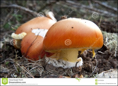 Ce champignon est-il toxique ? (amanite des Césars)