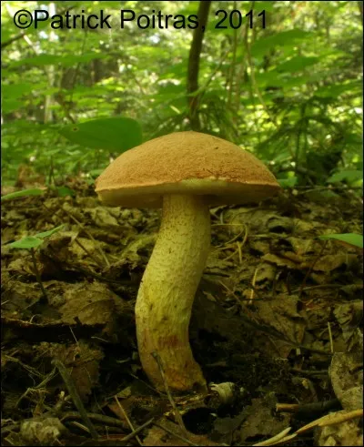 Ce champignon est-il toxique ? (bolet à pied jaune)