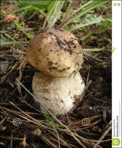 Ce champignon est-il toxique ? (cèpe des pins)