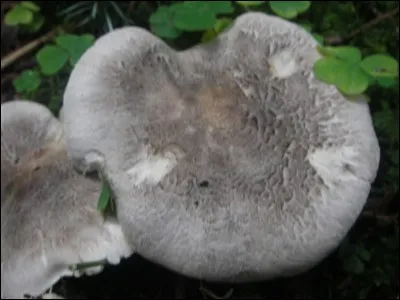 Ce champignon est-il toxique ? (tricholome tigré)