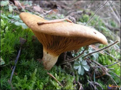 Ce champignon est-il toxique ? (paxille enroulé)