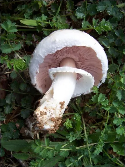 Ce champignon est-il toxique ? (agaric des prés)