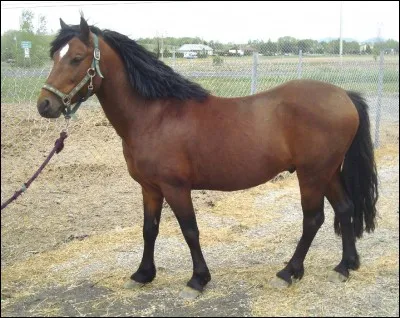 Quel petit poney vient du Pays de Galles ?