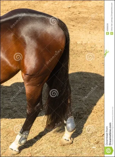 Qu'est-ce qui fait partie du membre postérieur ?