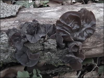 Savez-vous que nos forêts alpines sont envahies par les champignons noirs, très prisés des asiatiques ? Quel est leur nom ?