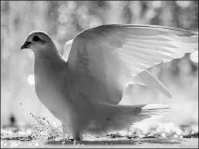 Langue française - Qu'est-ce qui n'atteint pas la blanche colombe ?