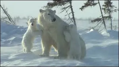 Animaux - De quel animal dit-on parfois qu'il boit dans son blanc ?