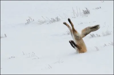 Langue française - Qui connaît des débuts faciles au risque d'une suite plus difficile ?