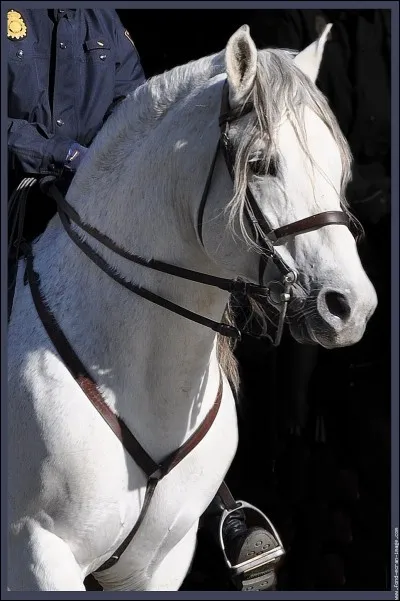 Laquelle de ces races a un lien "de parenté" avec les beaux chevaux ibériques tel que l'andalou ?
