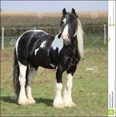 Quel est l'autre nom de la race irish cob, chevaux larges, pies aux crins frisés fournis ?