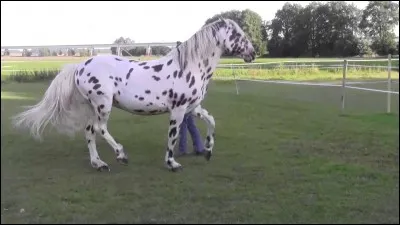 Quel cheval a été élevé comme cheval de guerre mais a été rapidement rejeté à cause de sa robe qui en faisait une cible facile ?