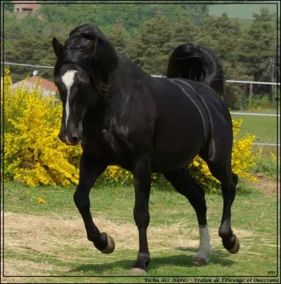 Quel cheval connu pourrait presque rivaliser avec l'arabe au niveau de l'influence sur les races ?