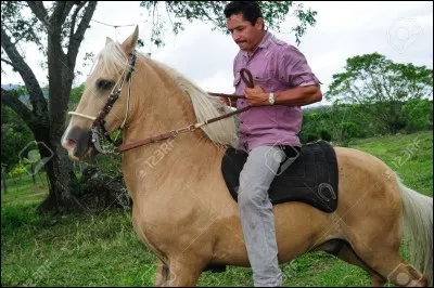Lequel de ces chevaux détient une allure spécifique ?