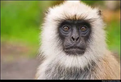 Comment s'appelle cet animal ?