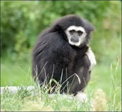 Quel est cet animal ?