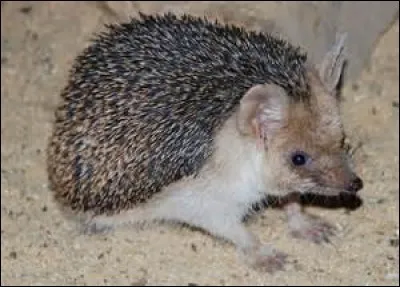 Comment s'appelle cet animal ?