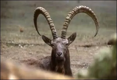 Quel est cet animal ?