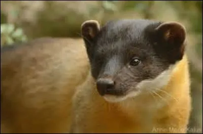 Quel est cet animal ?