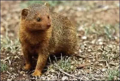 Comment s'appelle cet animal ?