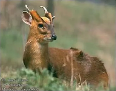 Quel est cet animal ?