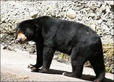 Quel est cet animal ?