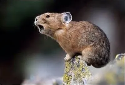 Comment s'appelle cet animal ?