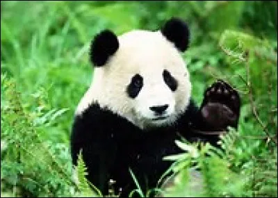 Quel est cet animal ?